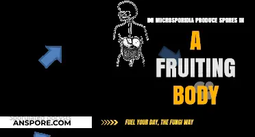 Microsporidia Sporulation: Fruiting Body Involvement Explained in Detail