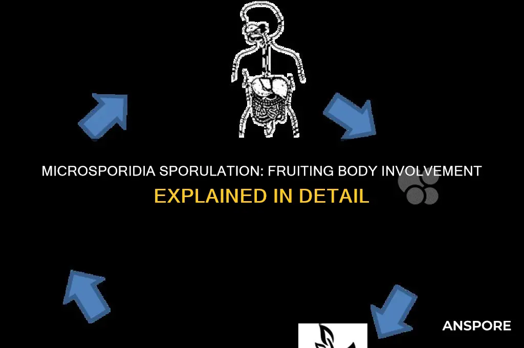 do microsporidia produce spores in a fruiting body