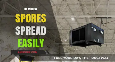 How Easily Do Mildew Spores Spread and What Can You Do?