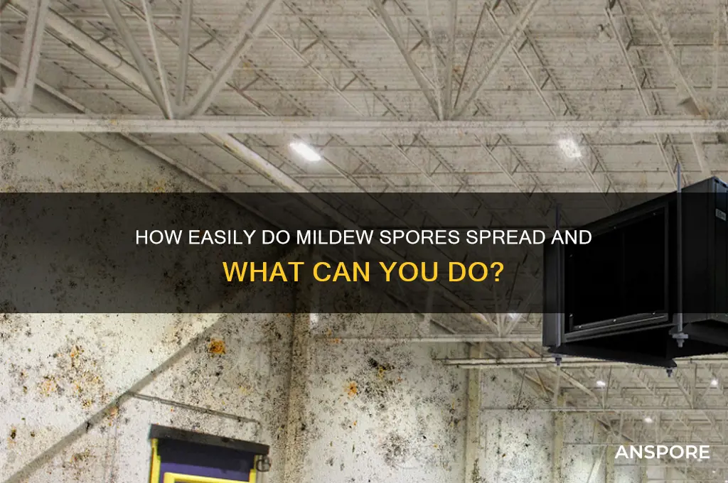 do mildew spores spread easily