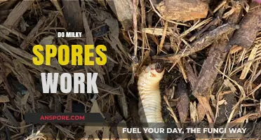 Do Milky Spores Work? Unveiling the Truth About Grub Control