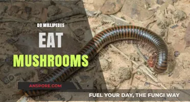 Do Millipedes Eat Mushrooms? Exploring Their Diet and Habits