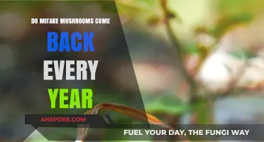 Do Mitake Mushrooms Return Annually? A Seasonal Growth Guide