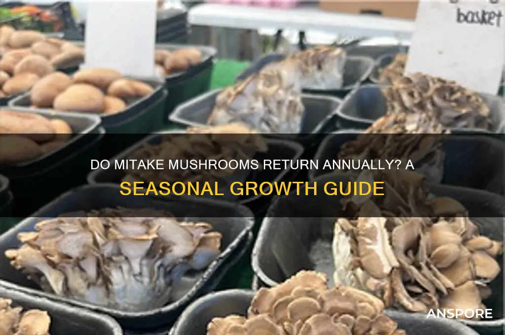 do mitake mushrooms come back every year