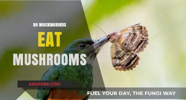Do Mockingbirds Eat Mushrooms? Unveiling Their Surprising Diet Habits