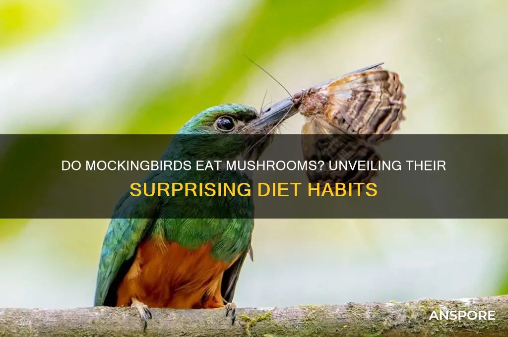 do mockingbirds eat mushrooms