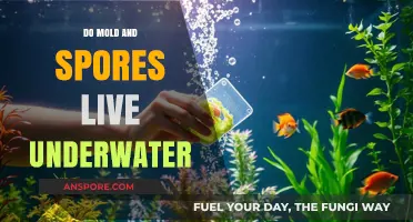 Can Mold and Spores Survive Underwater? Exploring Aquatic Microbial Life