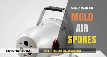 Do Mold Foggers Effectively Eliminate Airborne Mold Spores?