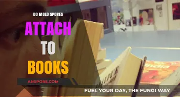 Can Mold Spores Attach to Books? Understanding Risks and Prevention