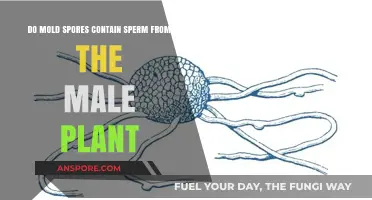 Do Mold Spores Contain Male Plant Sperm? Unraveling the Myth