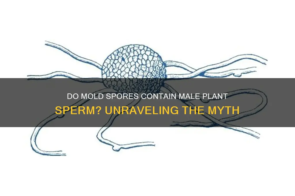 do mold spores contain sperm from the male plant