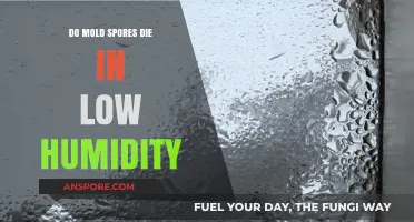 Can Low Humidity Kill Mold Spores? Uncovering the Truth