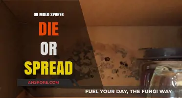 Mold Spores: Do They Die or Continue to Spread?