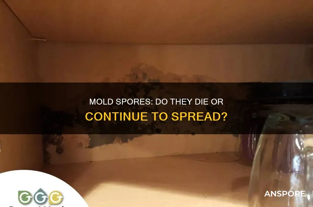 do mold spores die or spread
