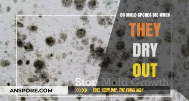 Do Mold Spores Die When They Dry Out? The Truth Revealed