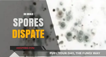 Do Mold Spores Disperse? Understanding Their Persistence and Spread