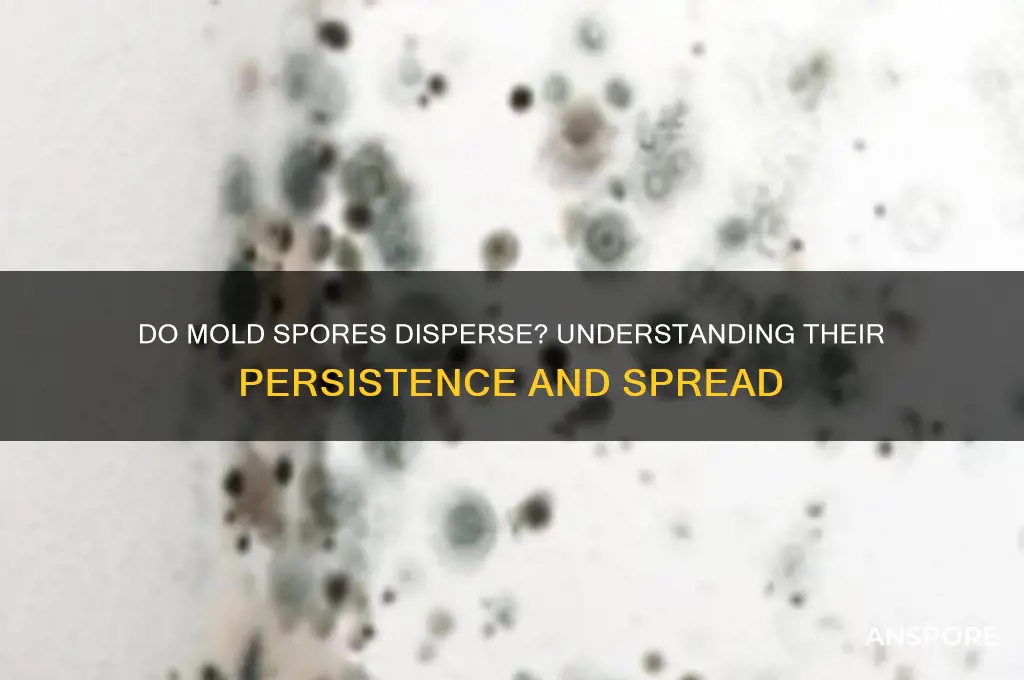 do mold spores dispate