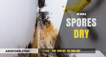 Do Mold Spores Dry Out? Understanding Their Survival and Persistence