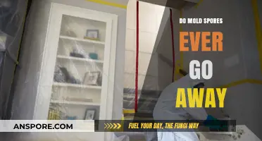 Can Mold Spores Be Eliminated Permanently? The Truth Revealed