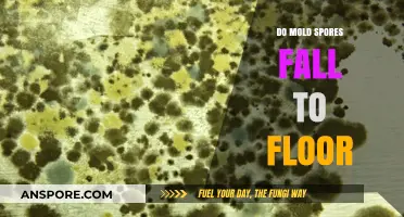 Do Mold Spores Fall to the Floor? Understanding Airborne Fungal Movement