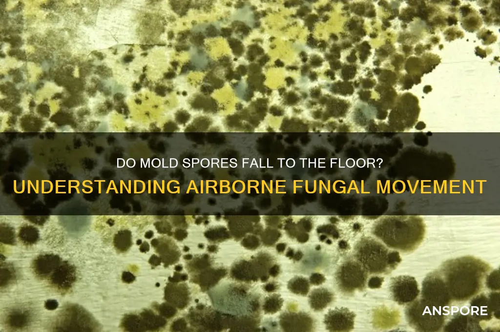 do mold spores fall to floor