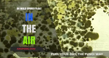 Do Mold Spores Float in the Air? Unveiling the Truth