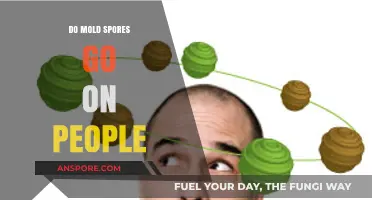 Can Mold Spores Attach to Humans? Understanding Airborne Contamination Risks