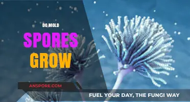 Do Mold Spores Grow? Understanding Their Survival and Spread
