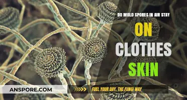 Mold Spores on Clothes and Skin: How Long Do They Stay?