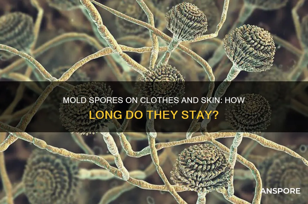 do mold spores in air stay on clothes skin