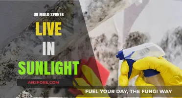 Can Mold Spores Survive in Sunlight? Unveiling the Truth