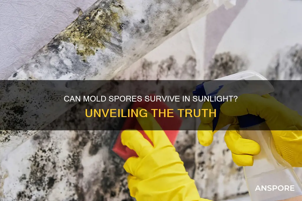 do mold spores live in sunlight