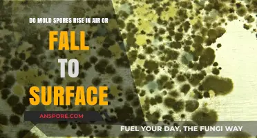 Mold Spores: Do They Float in Air or Settle on Surfaces?