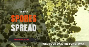 How Mold Spores Spread: Understanding Airborne Contamination Risks