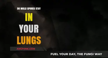 Can Mold Spores Linger in Your Lungs? Uncovering the Health Risks