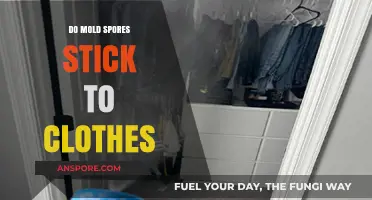 Do Mold Spores Stick to Clothes? Understanding Contamination Risks