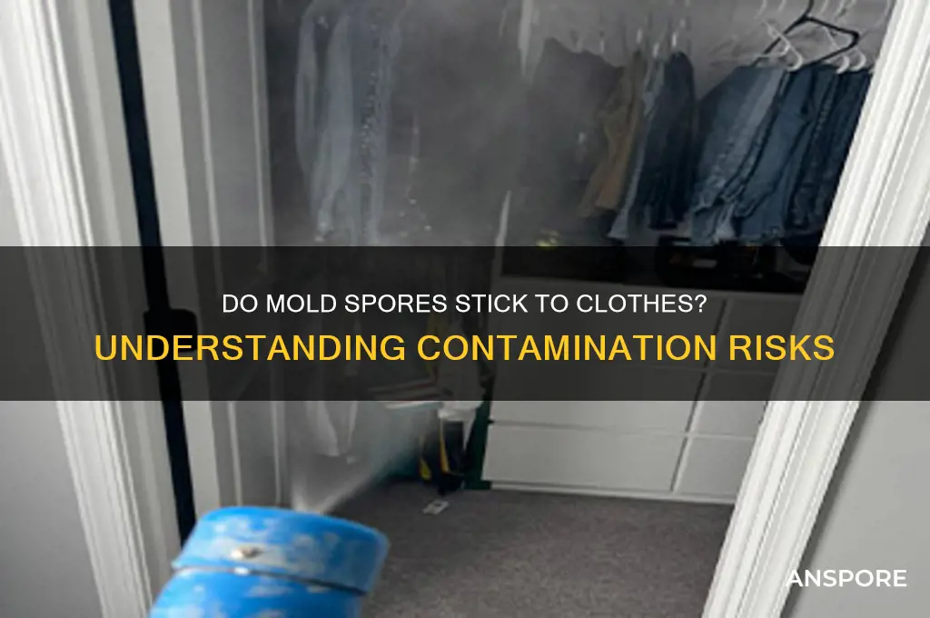 do mold spores stick to clothes