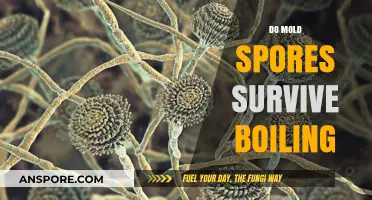 Can Boiling Water Kill Mold Spores? The Surprising Truth Revealed