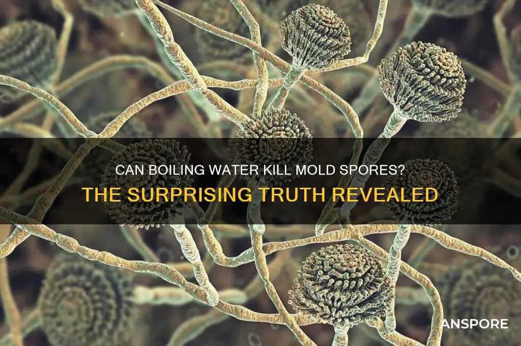do mold spores survive boiling