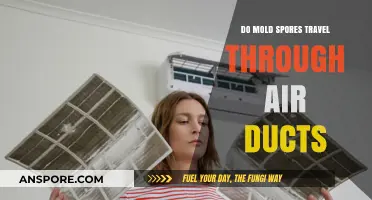 Can Mold Spores Spread Through Air Ducts? What You Need to Know