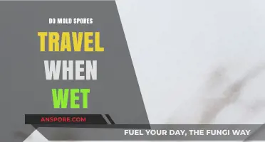 Do Mold Spores Travel When Wet? Uncovering the Truth