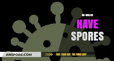 Understanding Mold Reproduction: Do Molds Have Spores and How They Spread