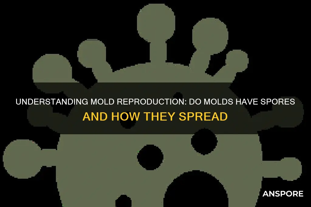 do molds have spores