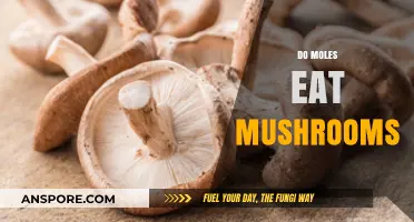 Do Moles Eat Mushrooms? Exploring Their Diet and Habits