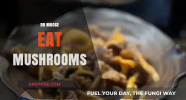 Do Moose Eat Mushrooms? Unveiling Their Unique Dietary Habits