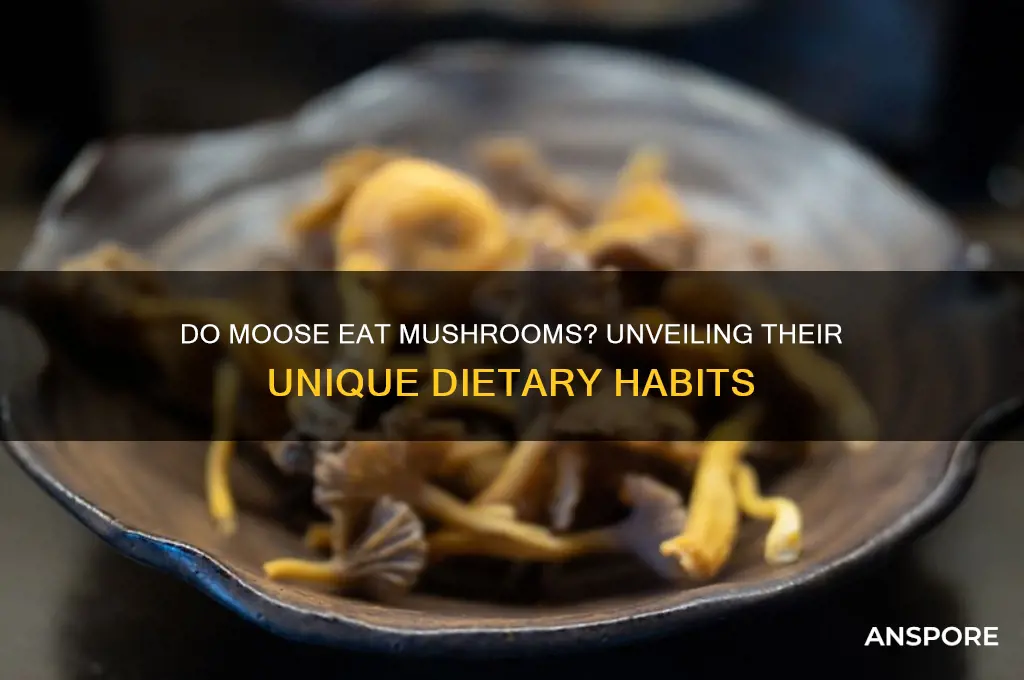 do moose eat mushrooms