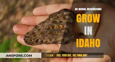 Moral Mushrooms in Idaho: Exploring Ethics in the Gem State's Fungi