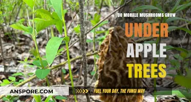 Do Morale Mushrooms Thrive Beneath Apple Trees? Exploring the Myth