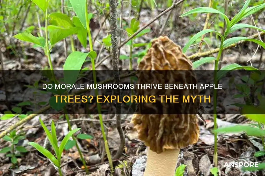do morale mushrooms grow under apple trees