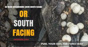 North vs. South: Which Direction Yields More Mushroom Growth?